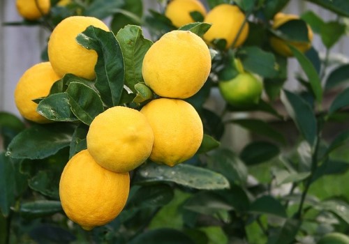 https://shp.aradbranding.com/قیمت لیمو شیرین جهرم با کیفیت ارزان + خرید عمده